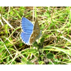 Adonis Blue bellargus 5 pupae